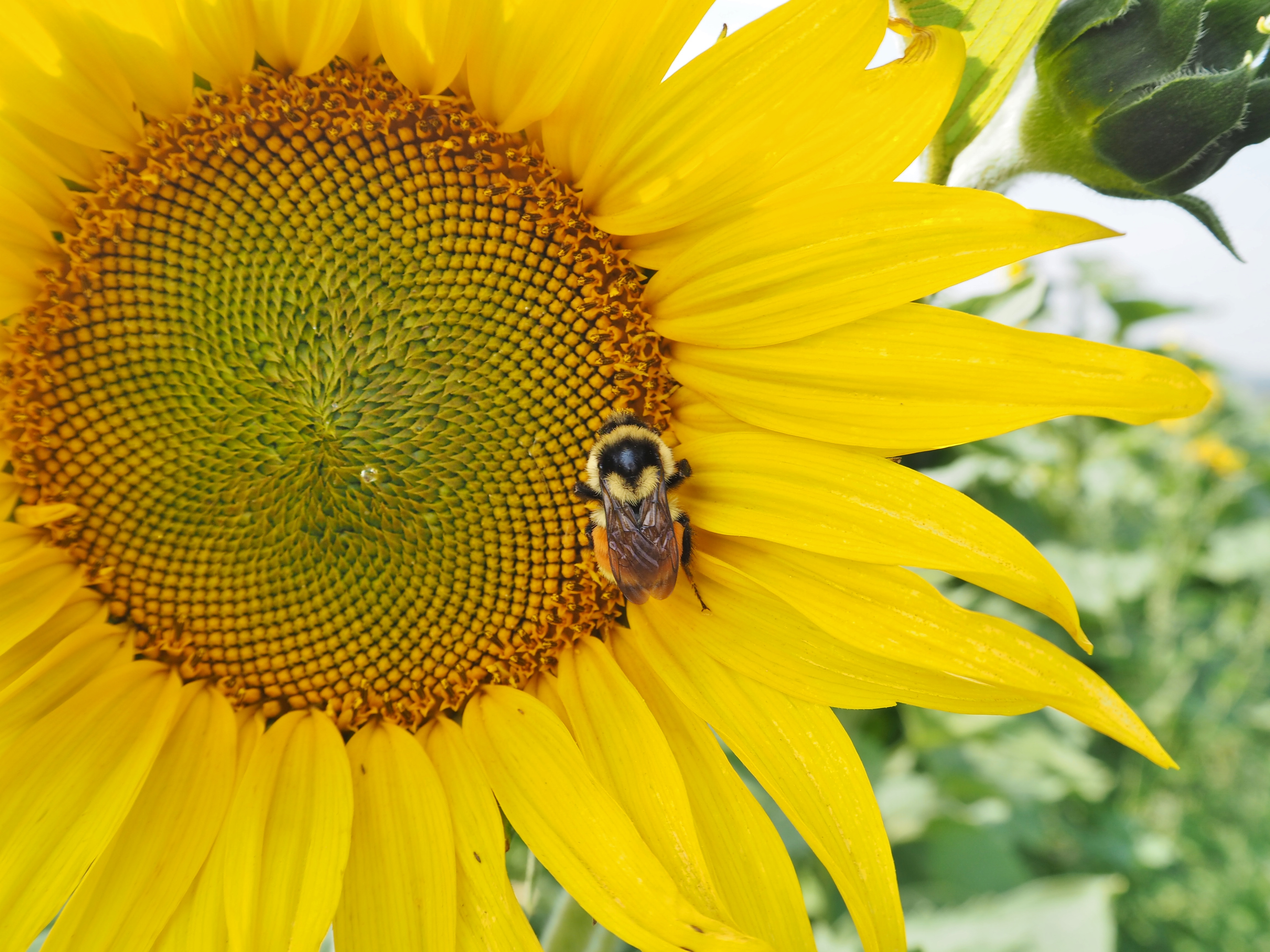 Get lost in Alberta's Sunflower maze – La Petite Watson