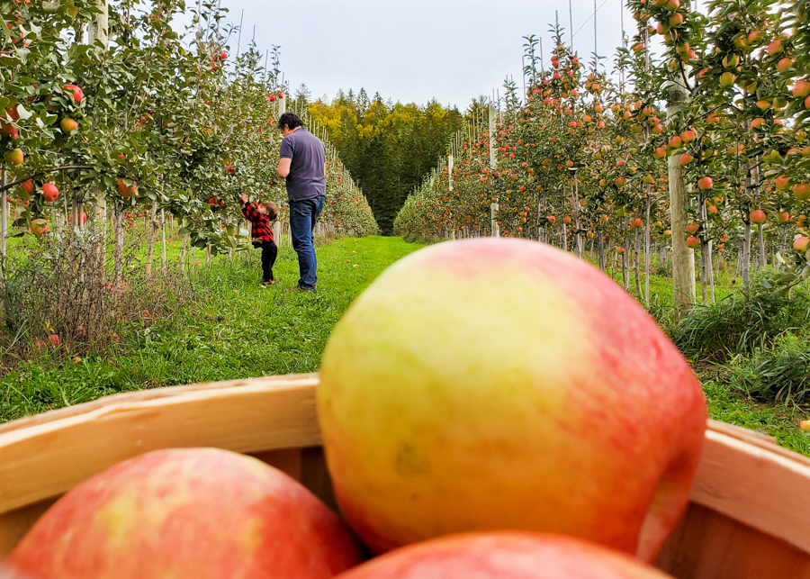 apple picking outside Saint John NB